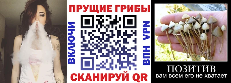 Галлюциногенные грибы MAGIC MUSHROOMS  Купить закладки  Ивдель 